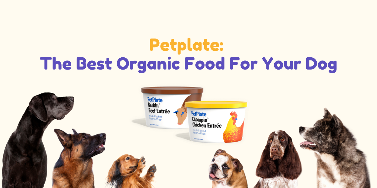 Petplate The Best Organic Food For Your Dog